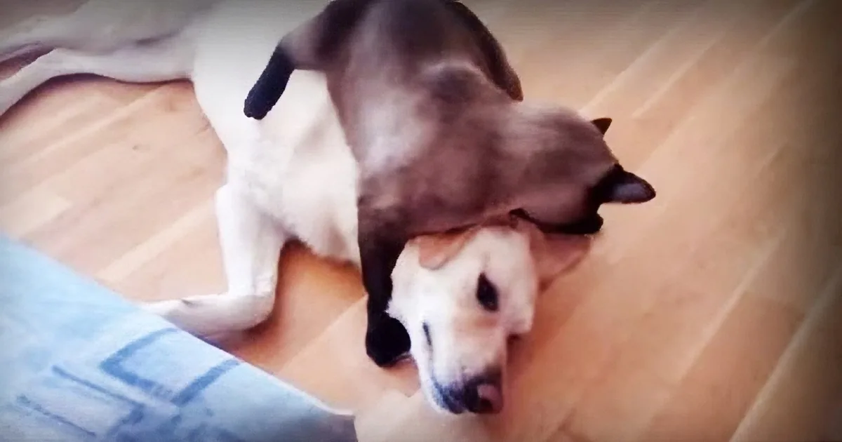 This Cat Has an Intense, Full on Wrestling Match With His Playful Dog Friend