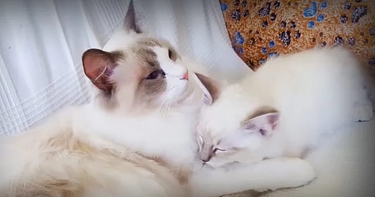 After Arriving at His New Home, This Kitten Is Introduced to the Resident Cat
