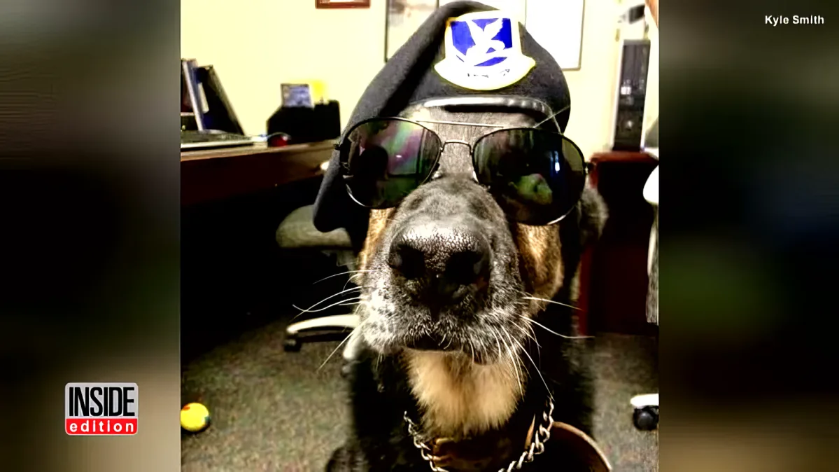 A dog wearing a police hat and sunglasses sits in an office setting.