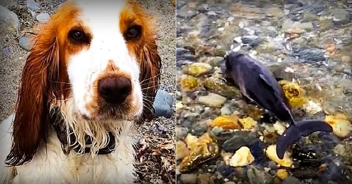 Dog Finds Something Strange at Beach. When They Get Closer They See Something That Shocks Them