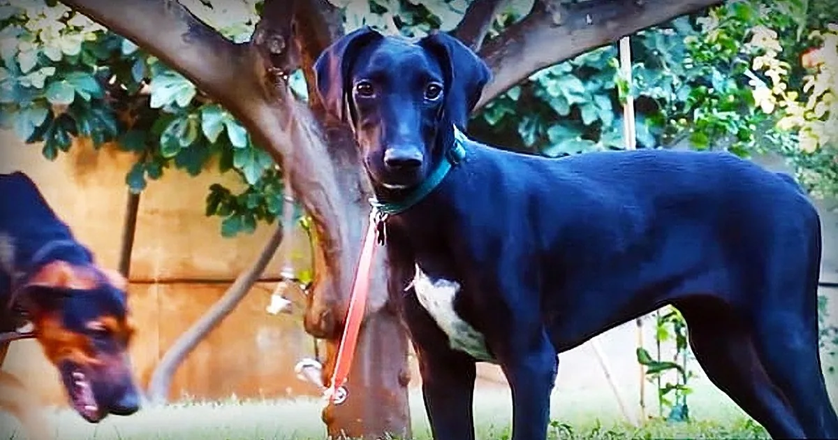 Rescuers Save Abandoned Puppy Covered in Ticks, They Were Shocked When They Saw Her Tail