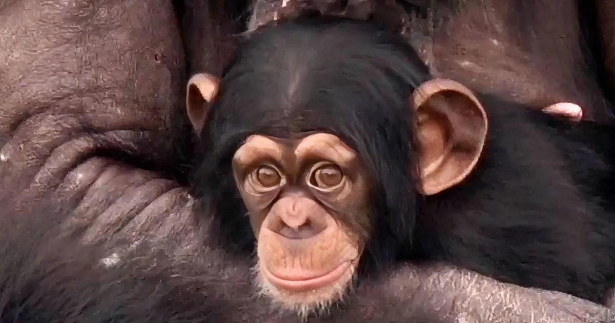 Chimp Lives in Lab for 50 Years, She Then Walks Outside and Sees the Sky for the First Time