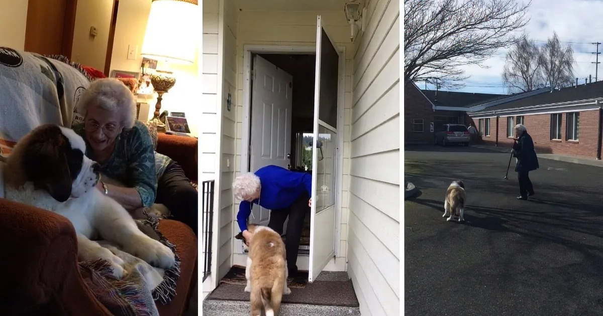 92 Year-Old Widow Gets a New Best Friend When Her Neighbors Adopt a St. Bernard Puppy