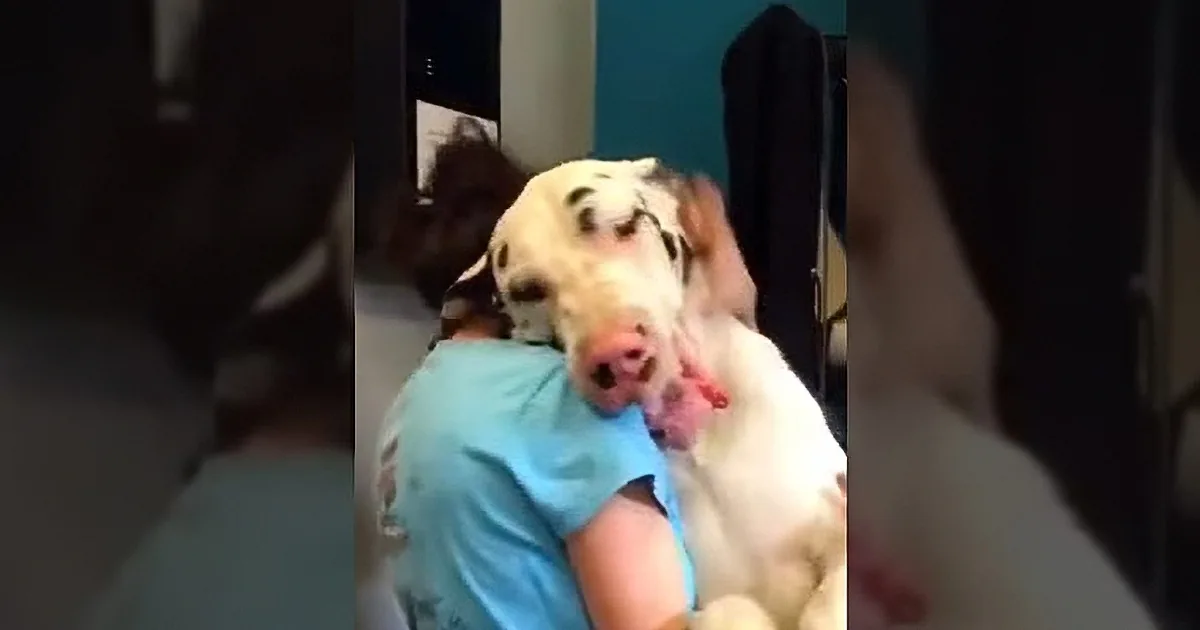 See Great Dane''s Amazing Reaction When He''s Picked up After 3 Days at a Kennel