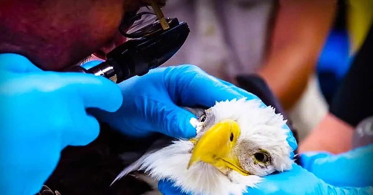 A person in blue gloves examines a bird's beak with a tool.