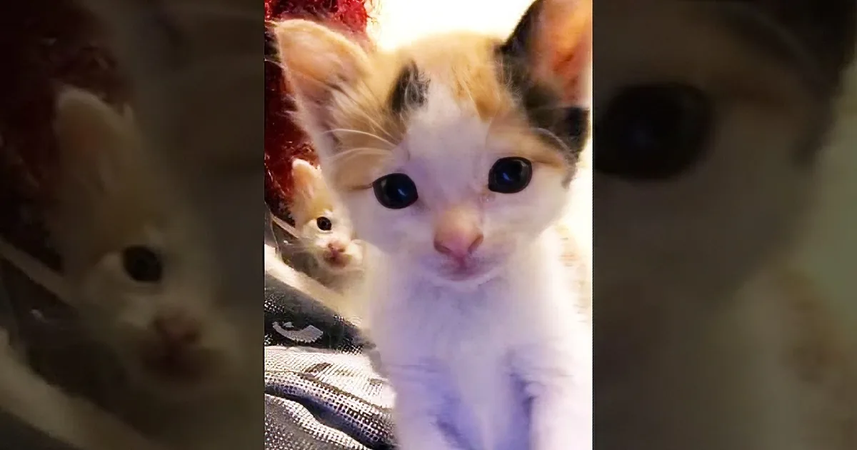 A close-up of a curious calico kitten with big eyes, looking directly at the camera.