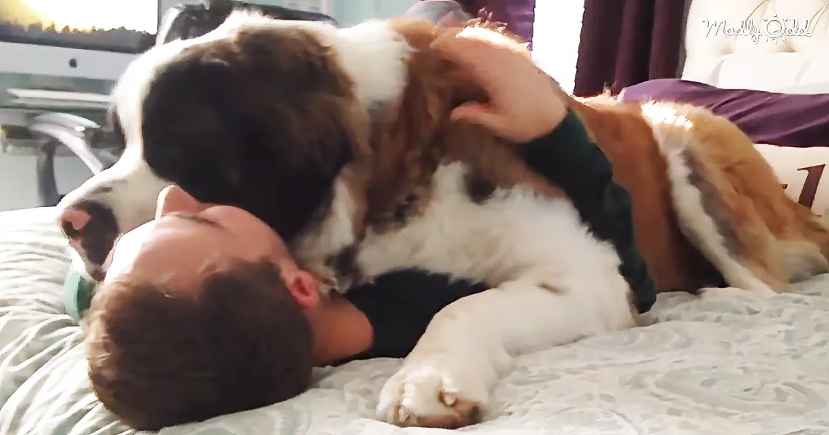 A man lies on a bed, playfully interacting with a large, fluffy St. Bernard dog.