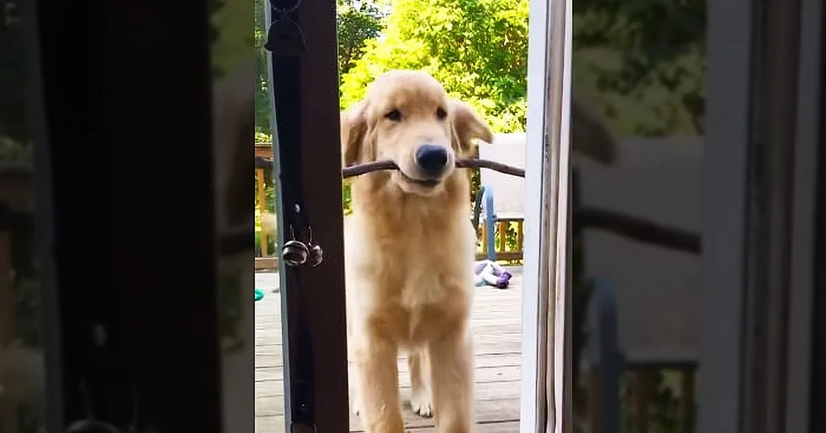 A golden retriever puppy holds a stick in its mouth, standing on a wooden deck.