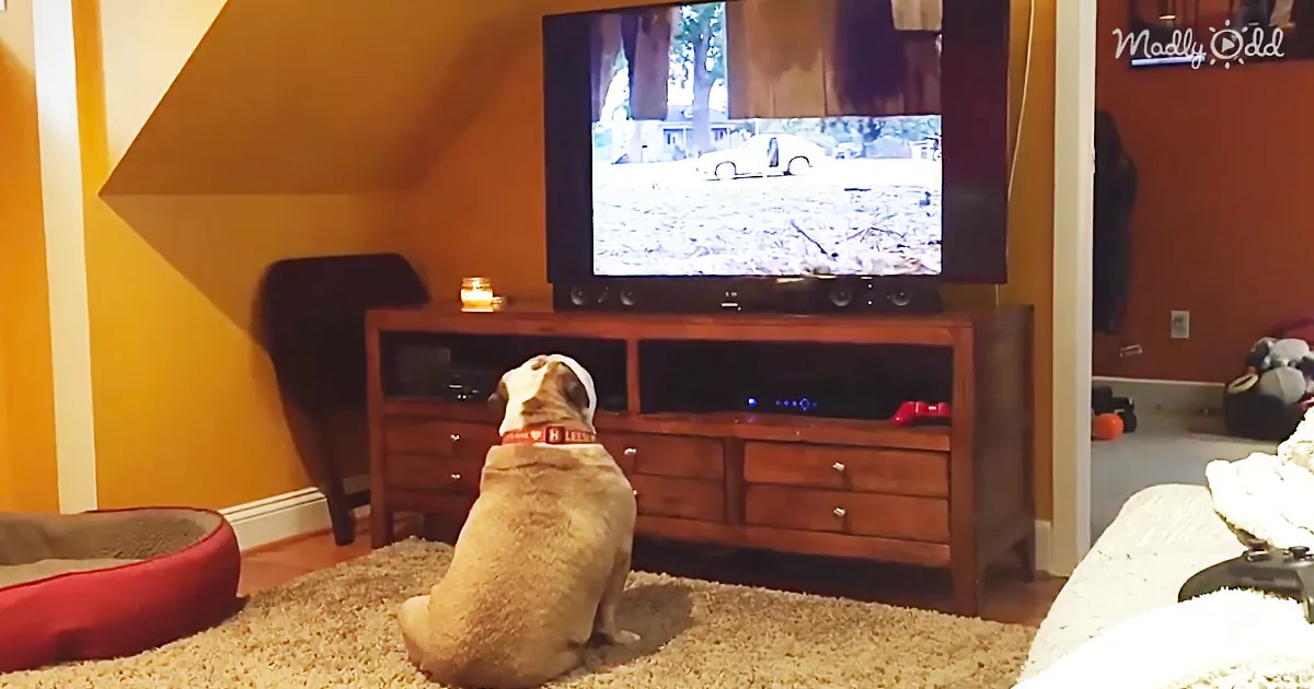 A dog wearing a red collar sits on a carpet, watching a TV showing a car in a snowy scene.