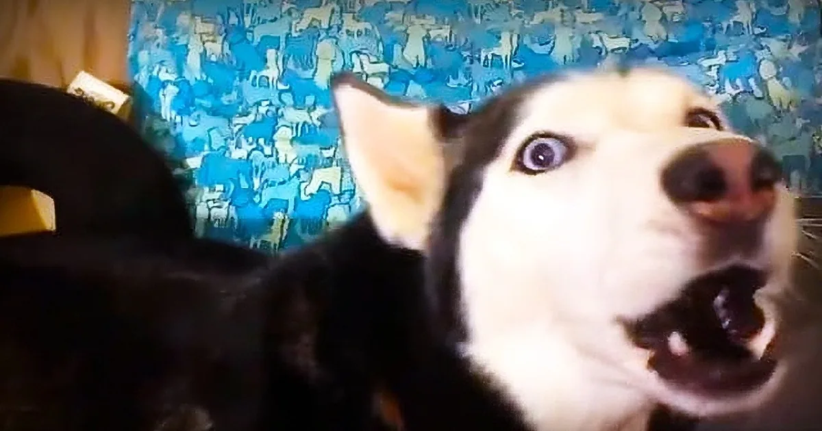 This Frustrated Husky Is Incredibly Furious With Her Owner and Won''t Even Look at Her