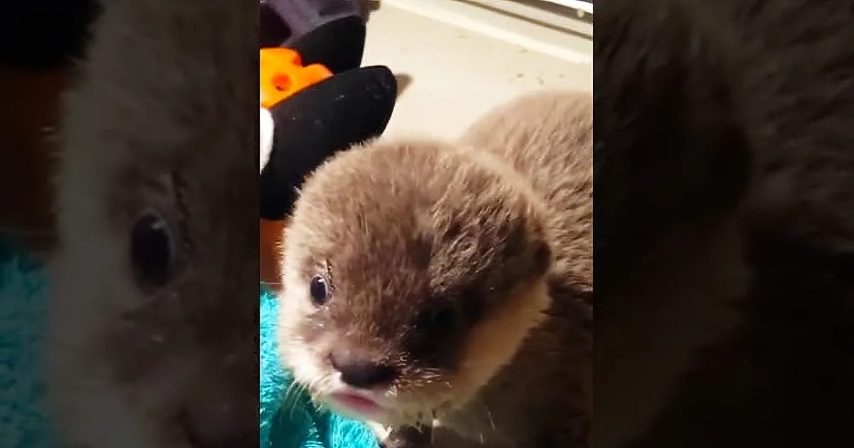An Otter May Be an Unusual Choice of Pet, but This Little One Is Incredibly Adorable