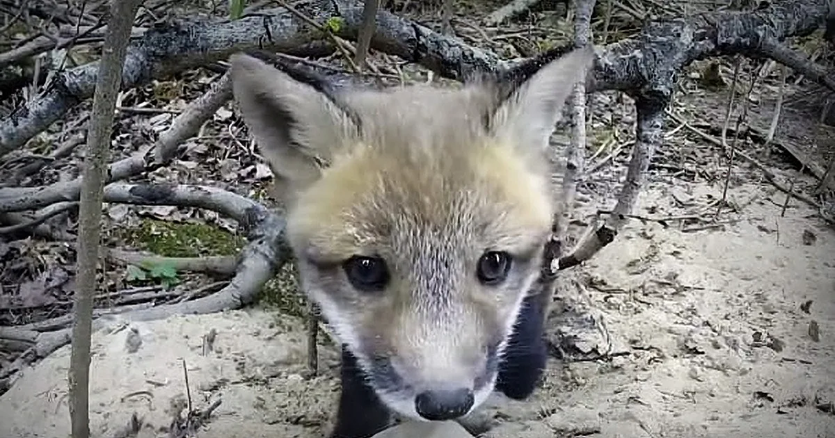 Young Fox Climbs out of Den, Sees ''Hidden'' Camera, Takes Decisive Action
