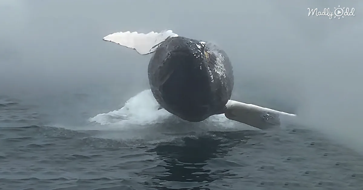 Magnificent Humpback Breaches to Cheers From Onlookers