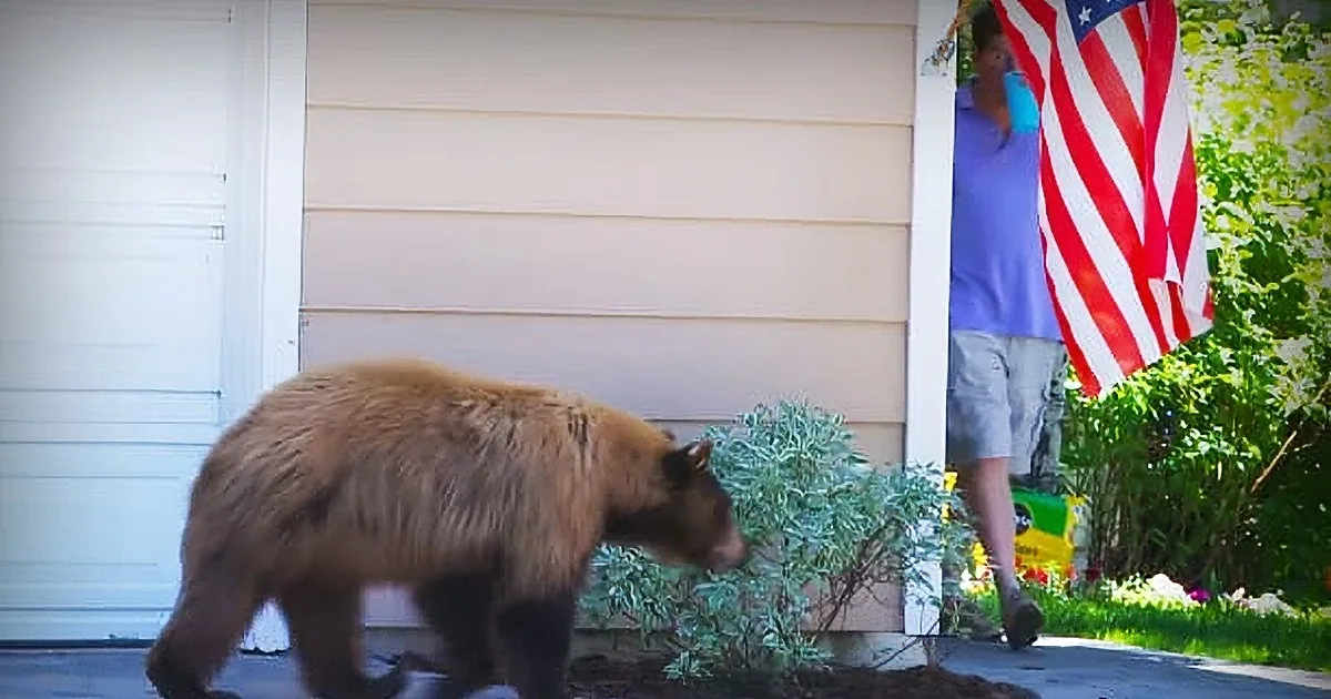 Man and Bear Both Scare Each Other When They Have a Surprise Encounter