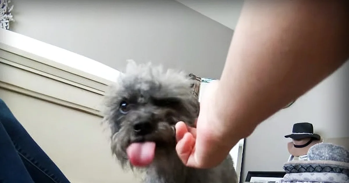 As I Held This Stray Dog''s Paw, I Asked Her to Do Me a Favor and Help Me Out