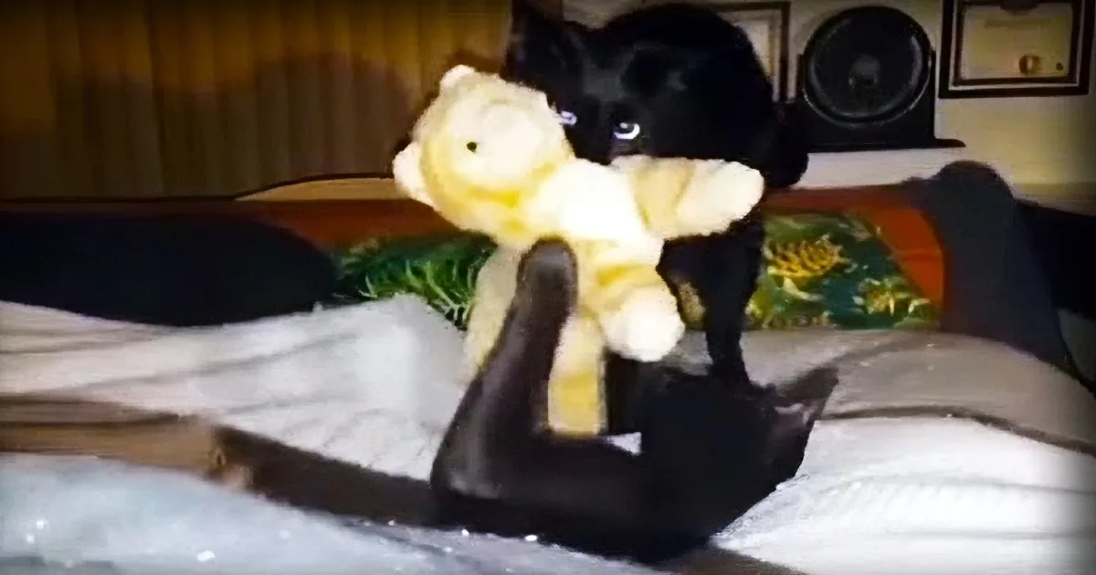 Watch as This Adorable Black Cat Brings a Stuffed Animal Friend to Bed With Him