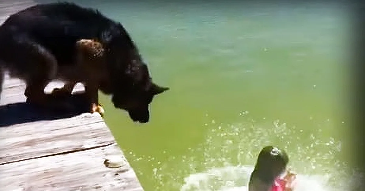 This German Shepherd Acts as Though He''s This Little Girl''s Personal Lifeguard