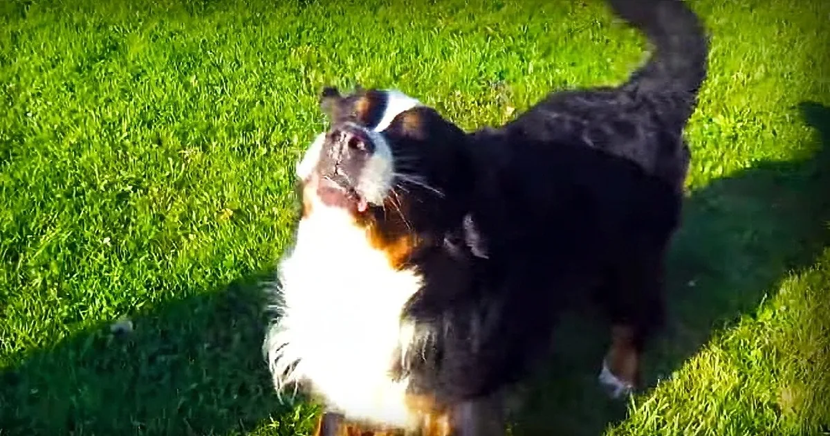 This Adorable Baby Girl Finds These Two Dogs' Barks to Be Absolutely Hysterical