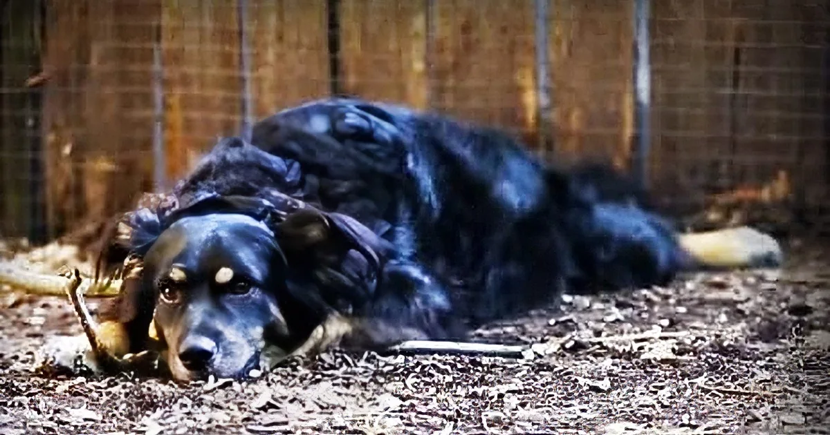 Little Animal Rejected by His Mother Gets a Surprising New One