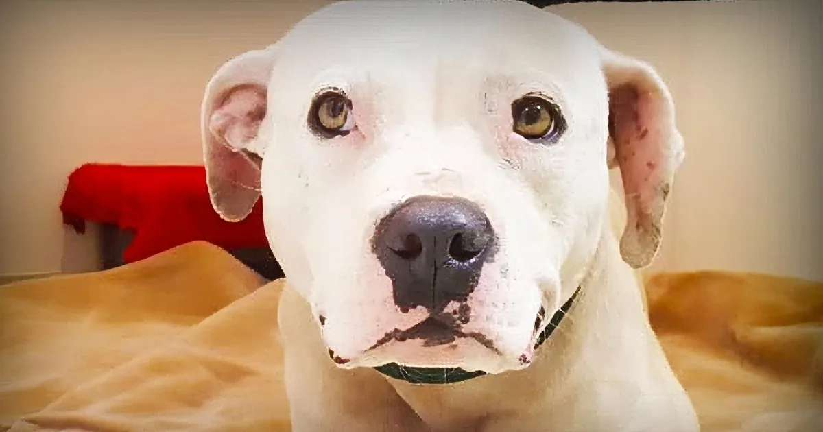 Abandoned Dog Chained for 5 Years Did Shocking Thing to Free Herself