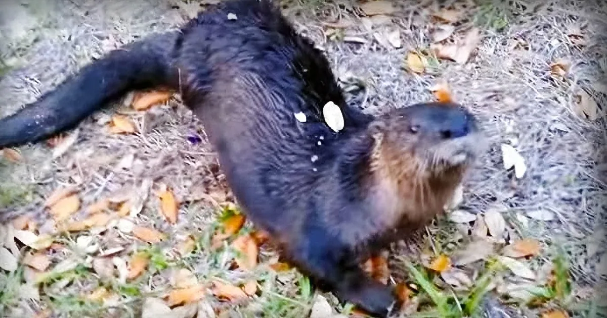 Otter Jumps a Couple on Their Walk. He''s Convinced He''s a Dog