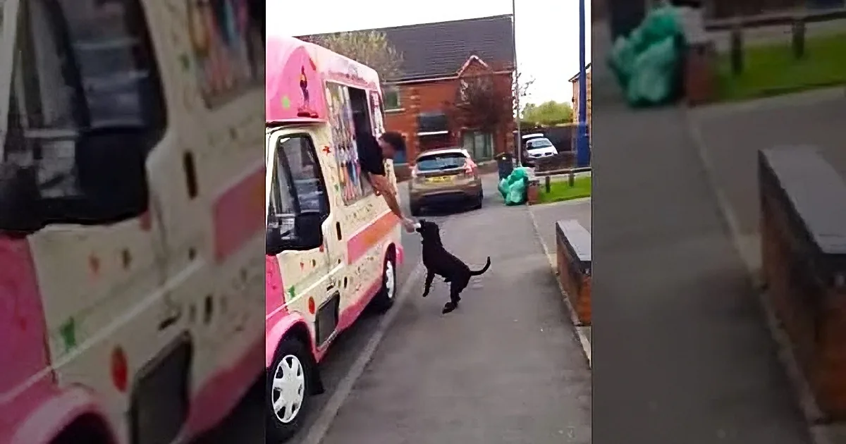 Dog Waits in Line for His Ice Cream at the Truck, His Reaction Is Priceless