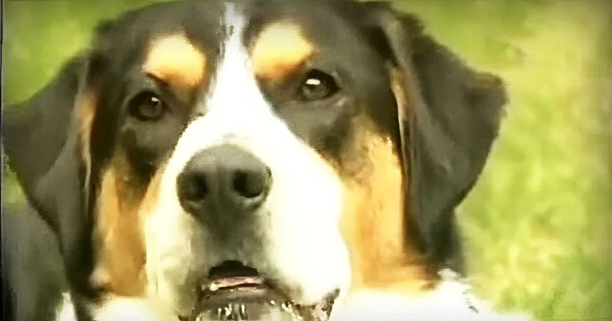A close-up of a dog with a white, black, and brown coat, looking directly at the camera.