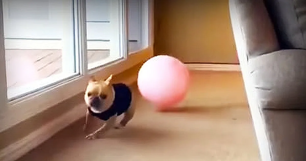 A small dog in a blue sweater chases a pink ball indoors near a window.