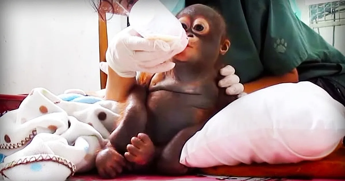 Little Baby Orangutan Was Rescued From Shocking Situation. He Still Needs Our Help to Recover
