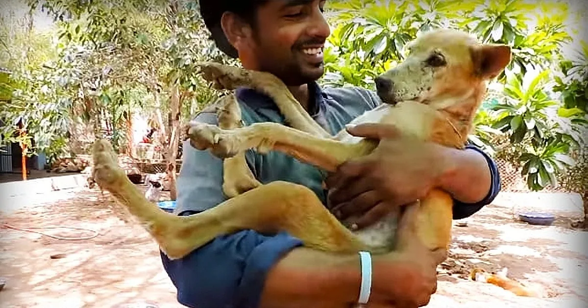 Homeless Dog so Sick She Cries When Touched Makes a Stunning Turnaround