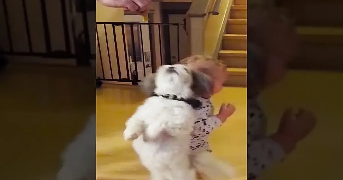 Cute Little Dog Stands and Spins for a Treat. the Newest Addition to the Family Follows Suit