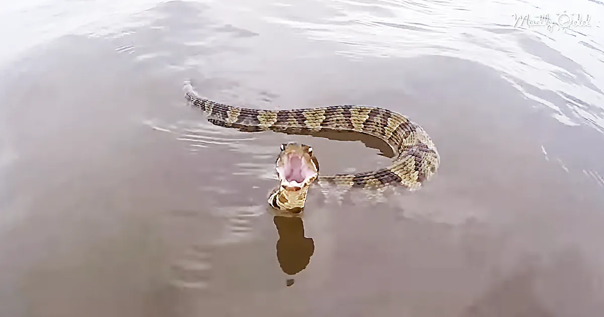 Enraged Cottonmouth Snake Chases After a Boat Near Virginia Beach
