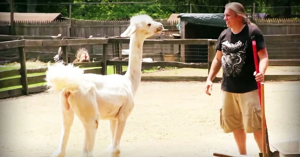 A person in a black shirt and khaki shorts stands near a white llama in an enclosure.