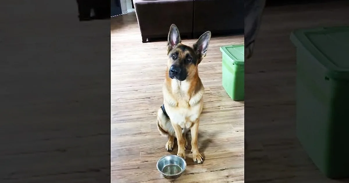 A German Shepherd sits attentively on a wooden floor, facing the camera, with a water bowl in front of it.
