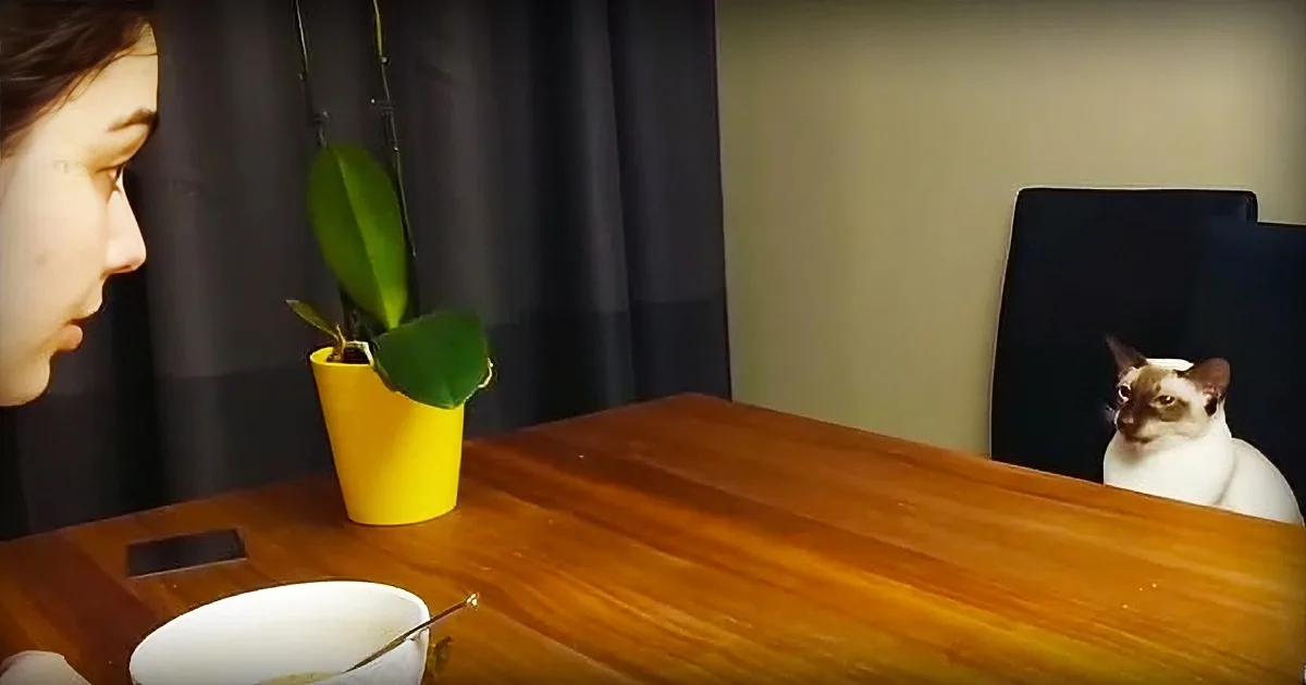 Let There Be No Doubt: Siamese Cats Really Are the Champions of Talking Back