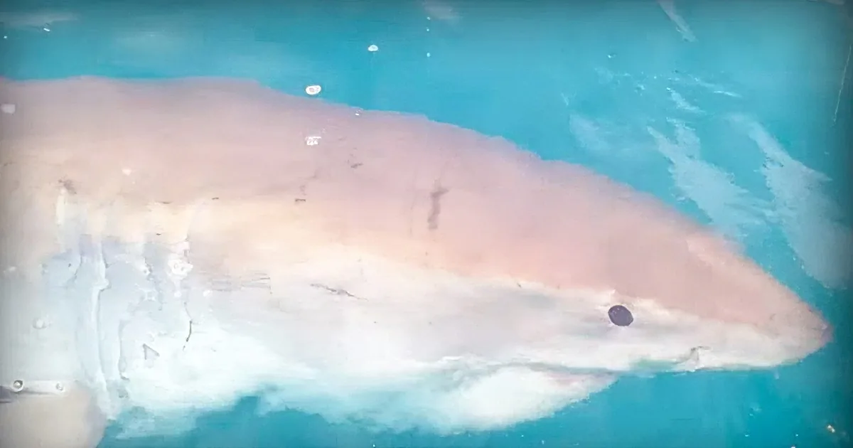 It Was an Ordinary Day out on the Water Until a 15 Foot Great White Shark Circled the Boat