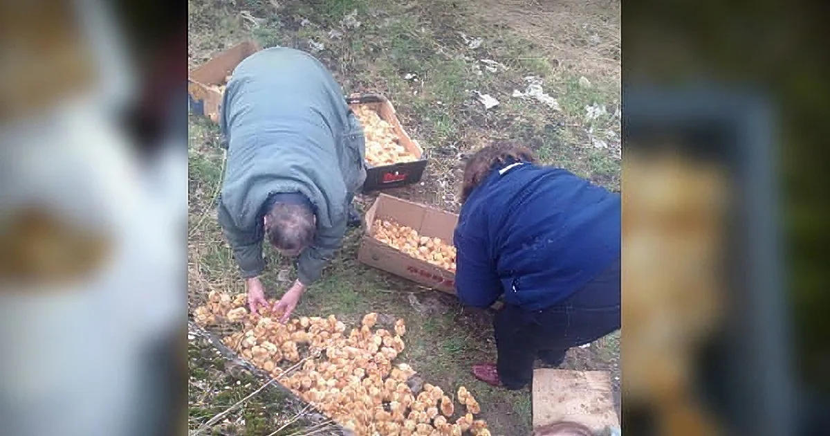 Two people sort through a pile of small, light-colored objects on the ground, possibly eggs or seeds, with boxes nearby.