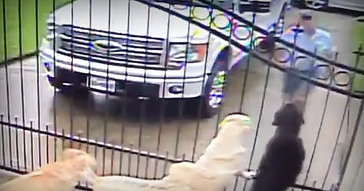 Shocking Footage of What the New Mailman Does With Family''s Dogs When They''re Gone