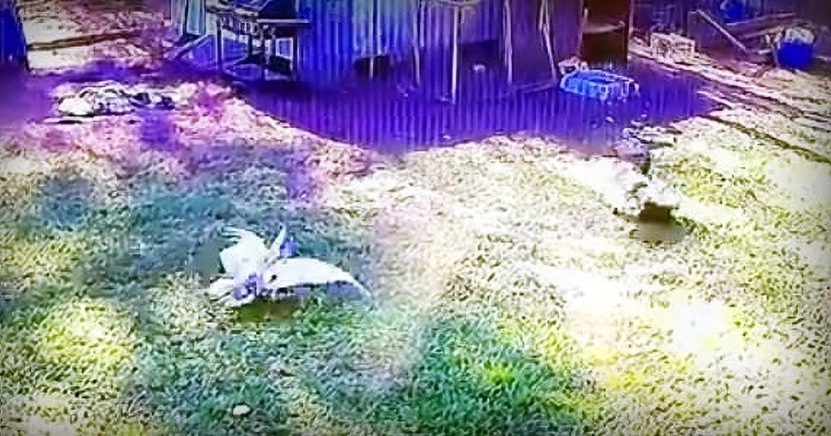 A Very Unlikely Hero Saves Chicken From Hawk Attack