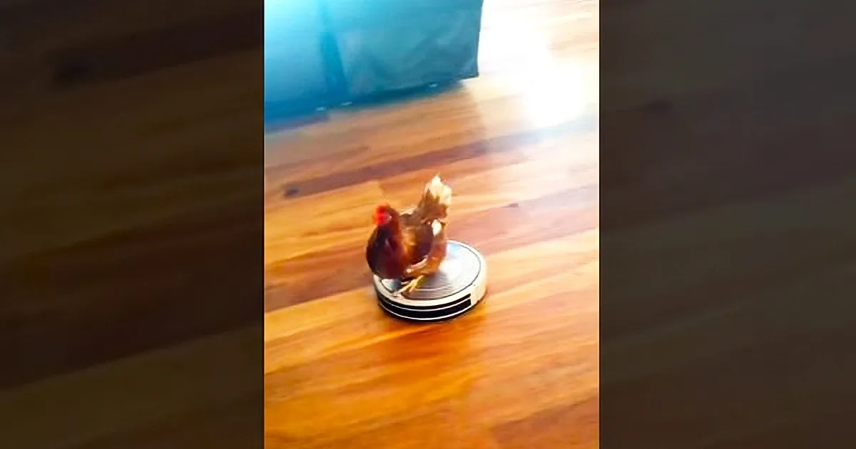 Woman Cracks up When She Finds a Chicken in Her House. Comfortably Catching a Ride