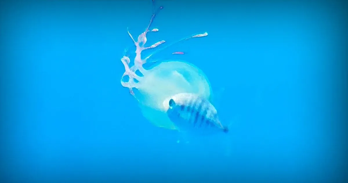 Divers Just Spotted This Strange Fish Who Appears to Be Stuck Inside a Jellyfish