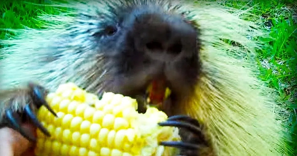 She Hands Cute Porcupine a Piece of Corn. When She Tries to Take It, Porcupine Say ''My Corn''.
