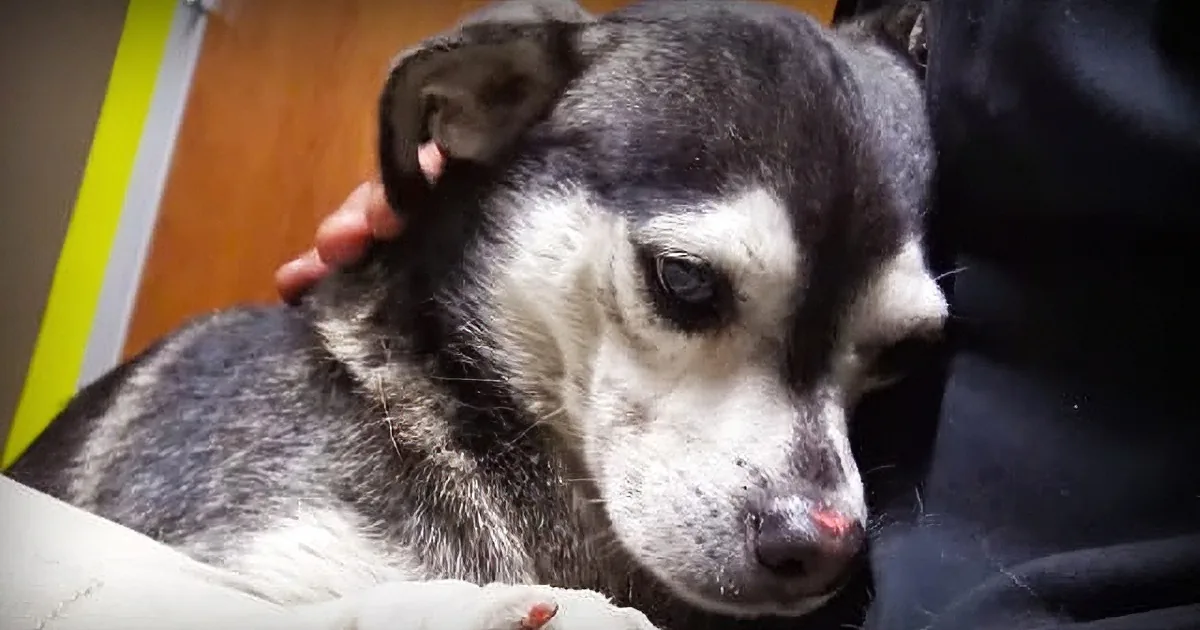 Seaport Dog Evaded Capture for Two Years. Watch the Amazing Rescue Unfold