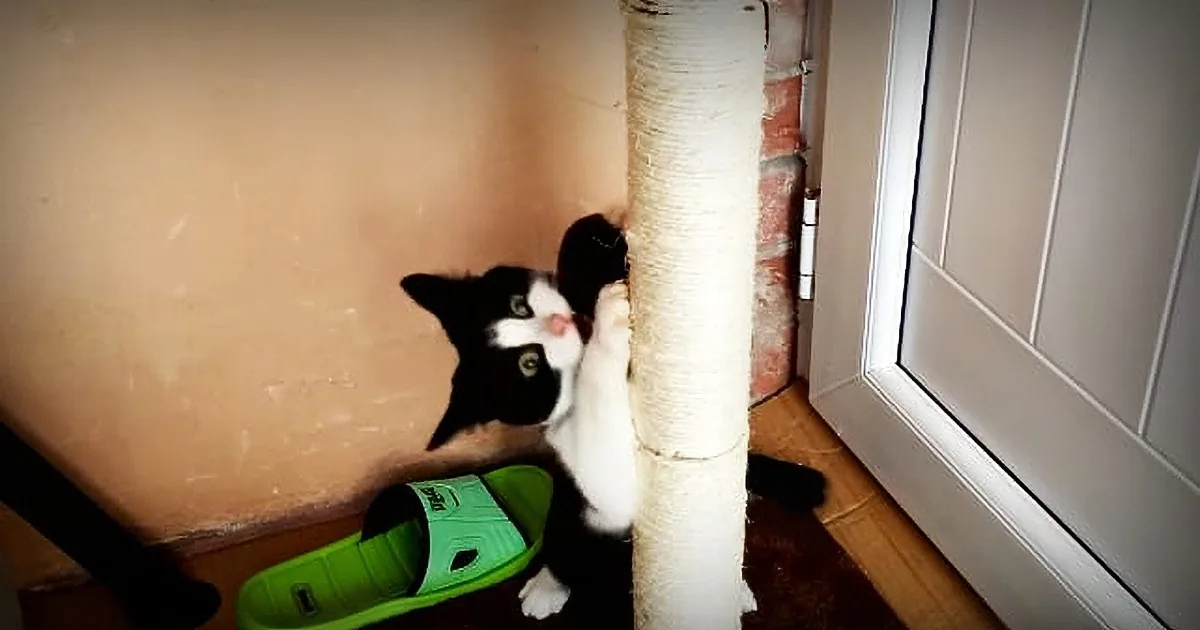 A black and white cat is playfully climbing a scratching post near a door.