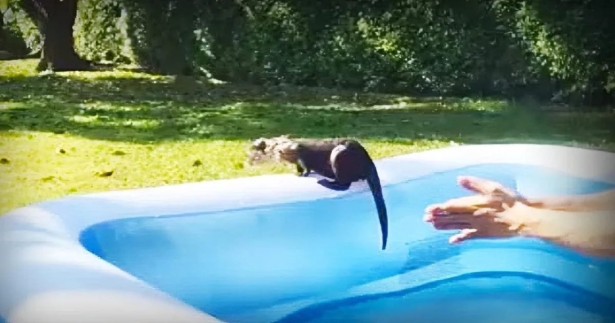 Otters as Pets? Well, They Are Adorable, Intelligent, and Wonderfully Playful
