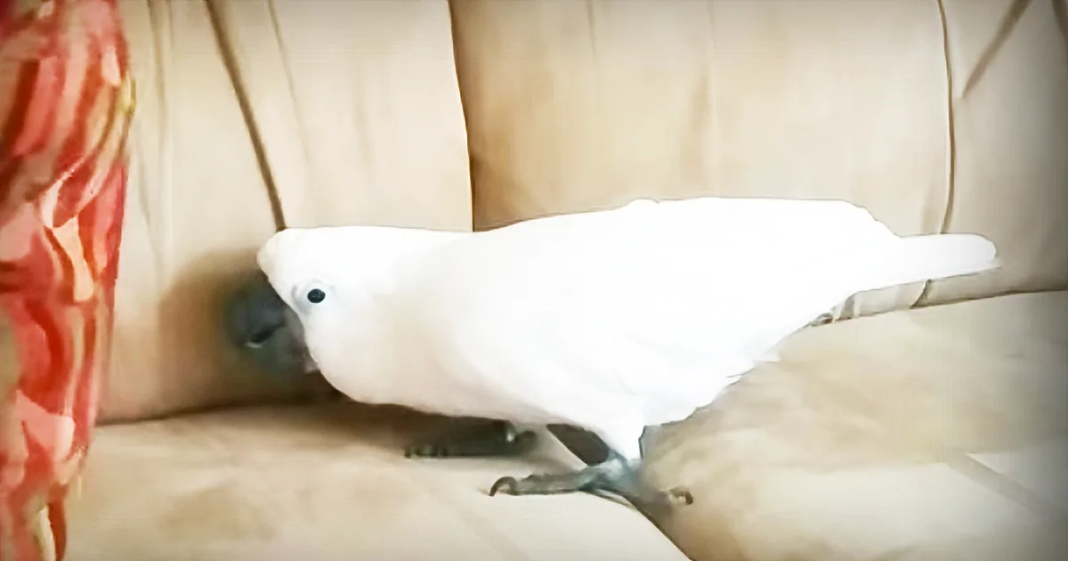 Happy Feet: Watch a Cockatoo Play Peekaboo and Celebrate With Tap Dancing
