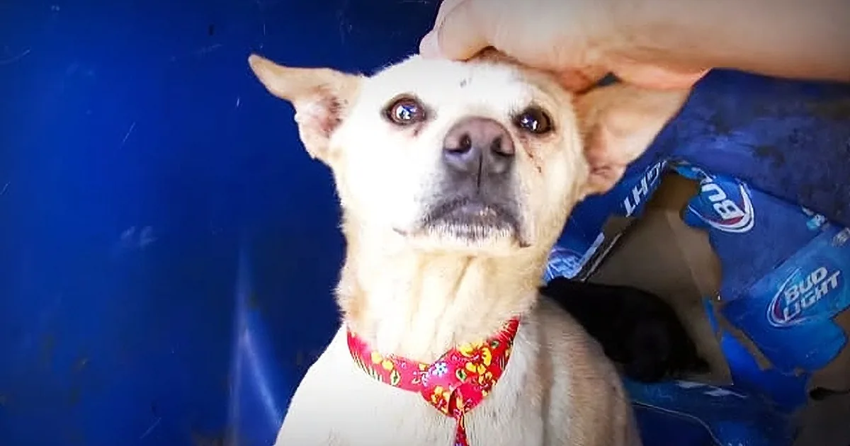 A white dog with a red collar is being petted on its head by a person's hand.