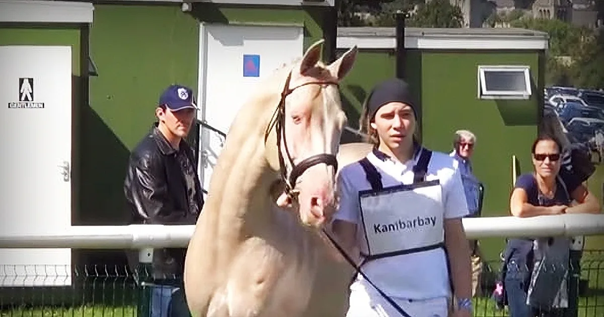 A blonde horse with a bridle is being led by a person in a white shirt and black cap.