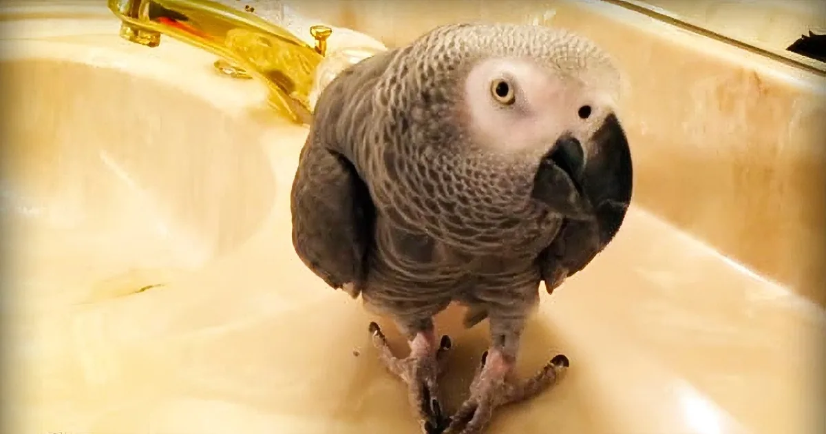Watch an Absolutely Shameless Parrot Commandeer a Plastic Comb for His Own Musical Purposes