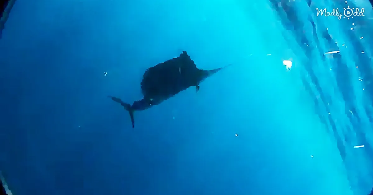 A large fish swims in deep blue water, illuminated by light from above.